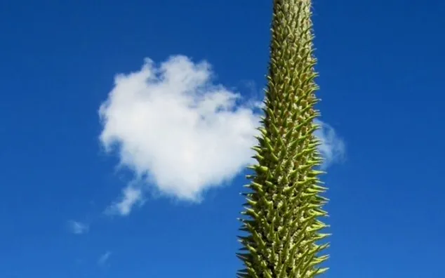 Cactus Gustavo Cerati.